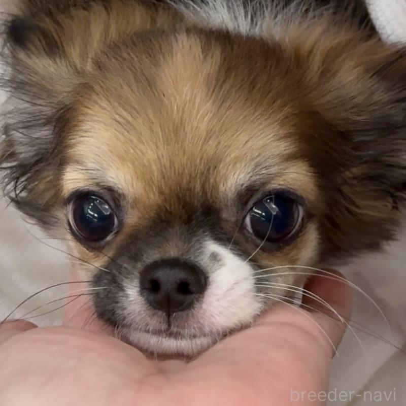 販売中の東京都のチワワ(ロングコート)-423971