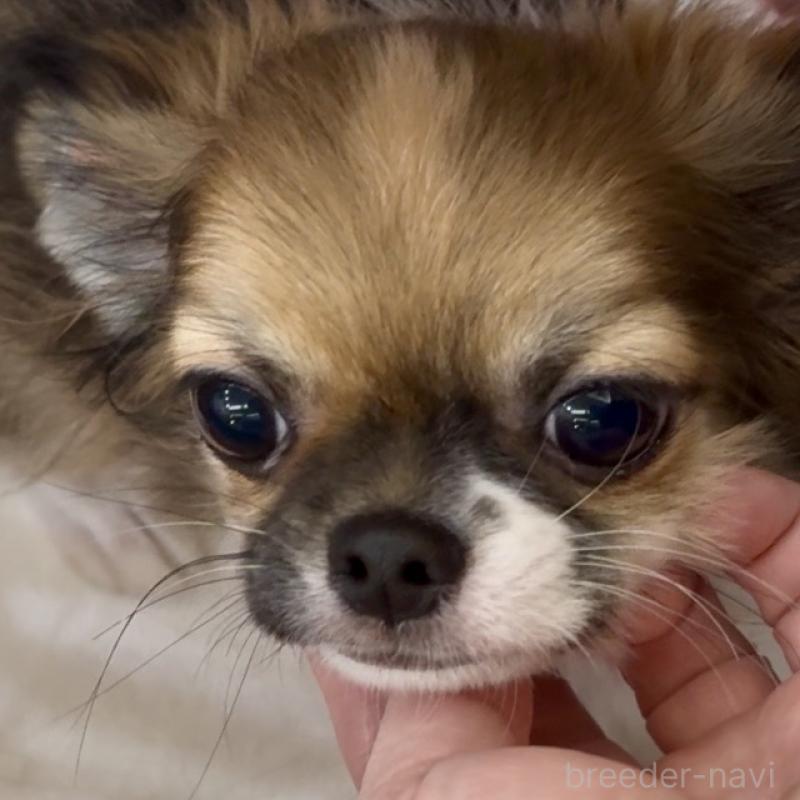 販売中の東京都のチワワ(ロングコート)-423971の2枚目