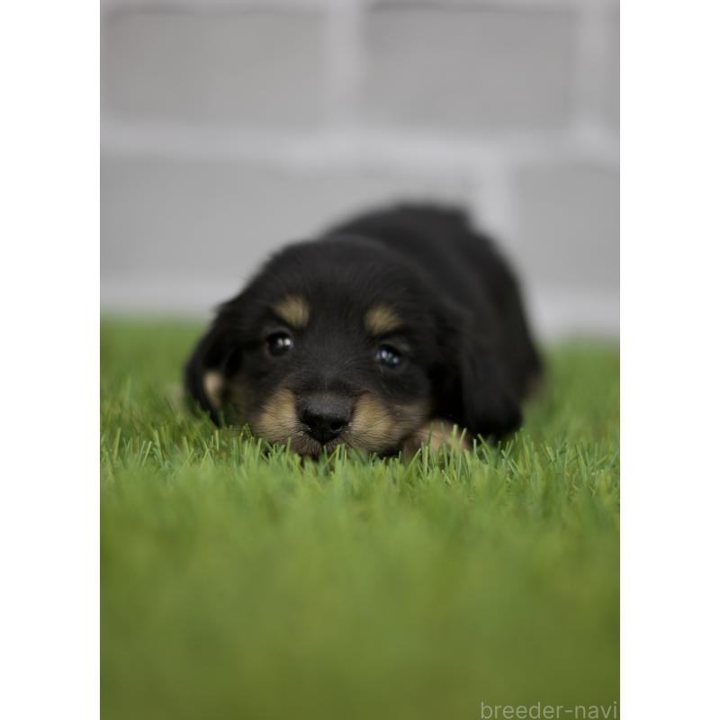 販売中の三重県のカニンヘンダックスフンド(スムースヘアード)-437228の2枚目