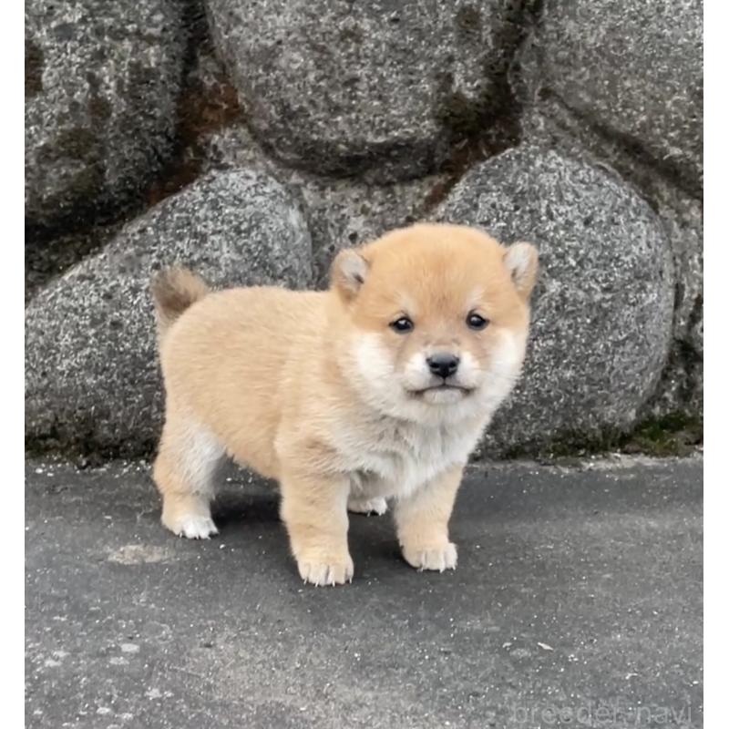 販売中の大分県の豆柴-436442の4枚目