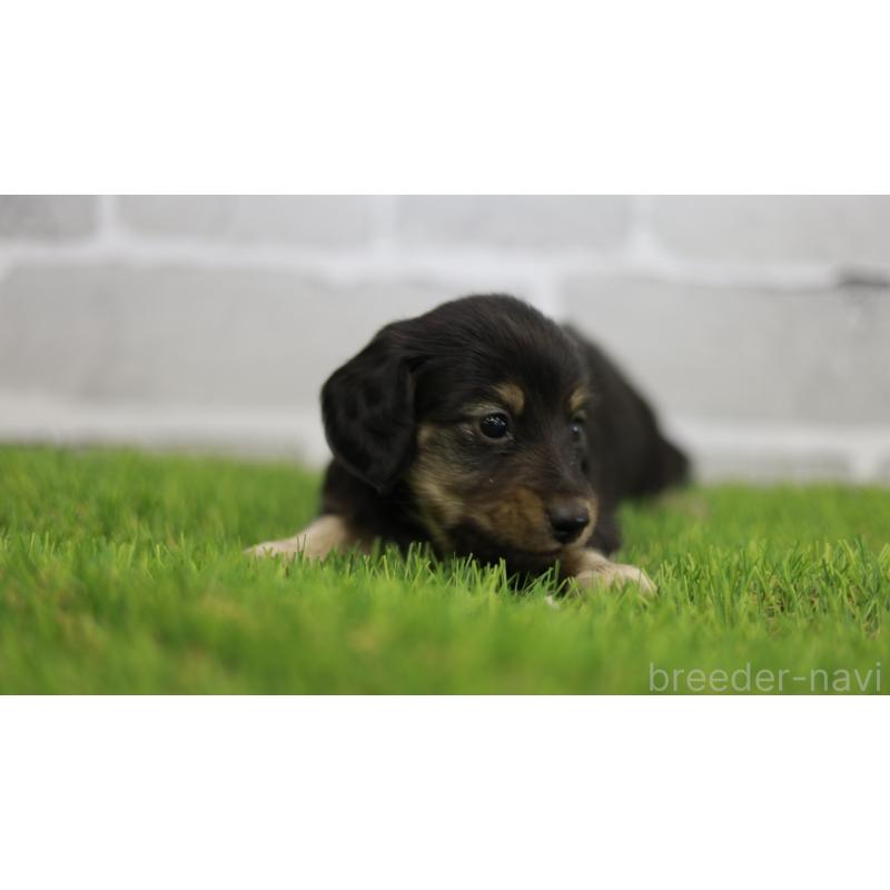 販売中の三重県のカニンヘンダックスフンド(スムースヘアード)-437229の13枚目