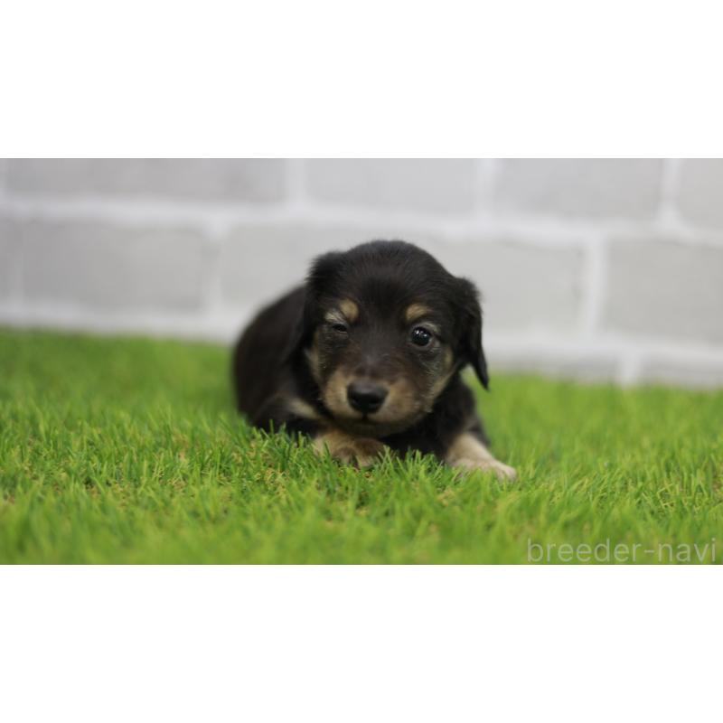 販売中の三重県のカニンヘンダックスフンド(スムースヘアード)-437229の11枚目