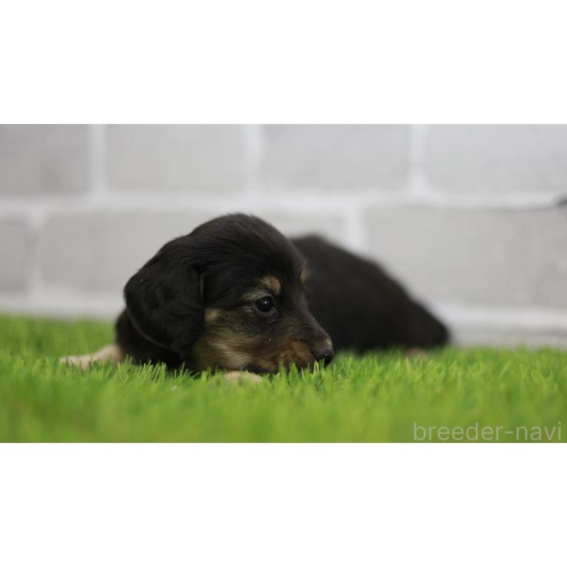 販売中の三重県のカニンヘンダックスフンド(スムースヘアード)-437229の12枚目