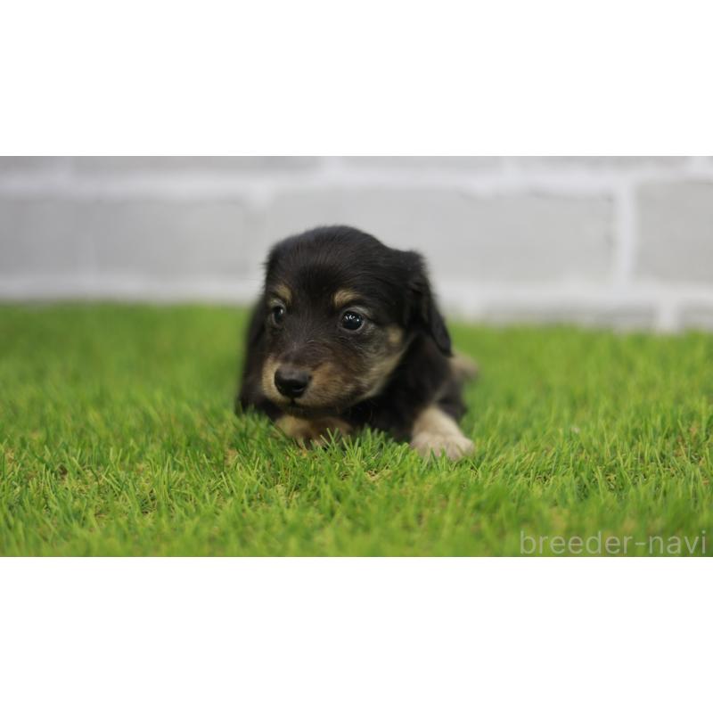 販売中の三重県のカニンヘンダックスフンド(スムースヘアード)-437229の10枚目