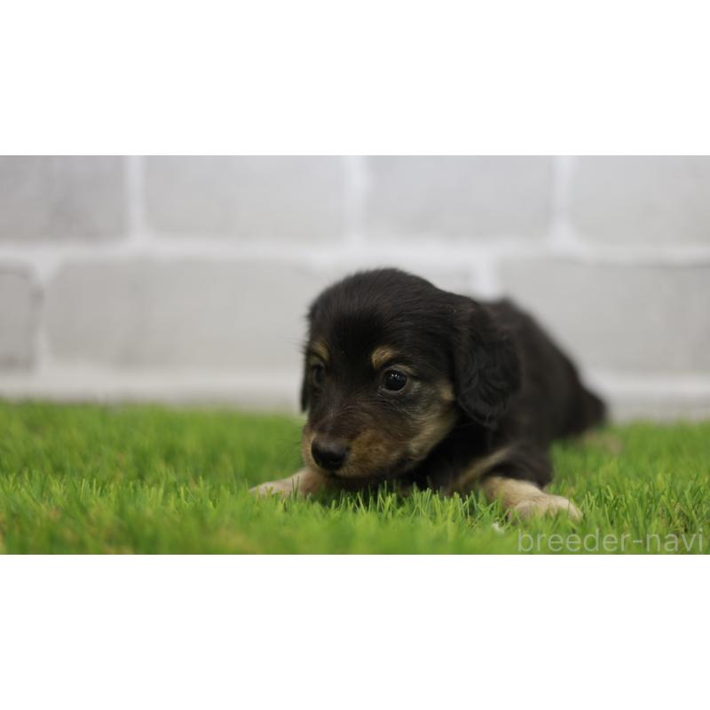 販売中の三重県のカニンヘンダックスフンド(スムースヘアード)-437229の8枚目