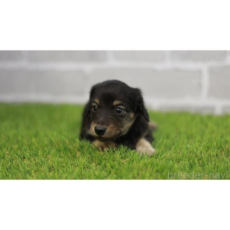 販売中の三重県のカニンヘンダックスフンド(スムースヘアード)-437229の7枚目