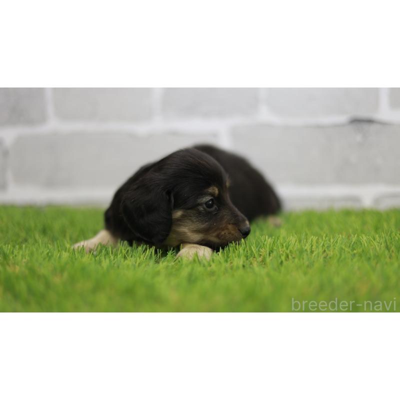 販売中の三重県のカニンヘンダックスフンド(スムースヘアード)-437229の6枚目