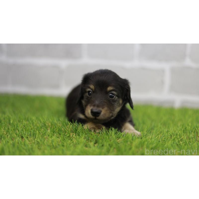 販売中の三重県のカニンヘンダックスフンド(スムースヘアード)-437229の5枚目