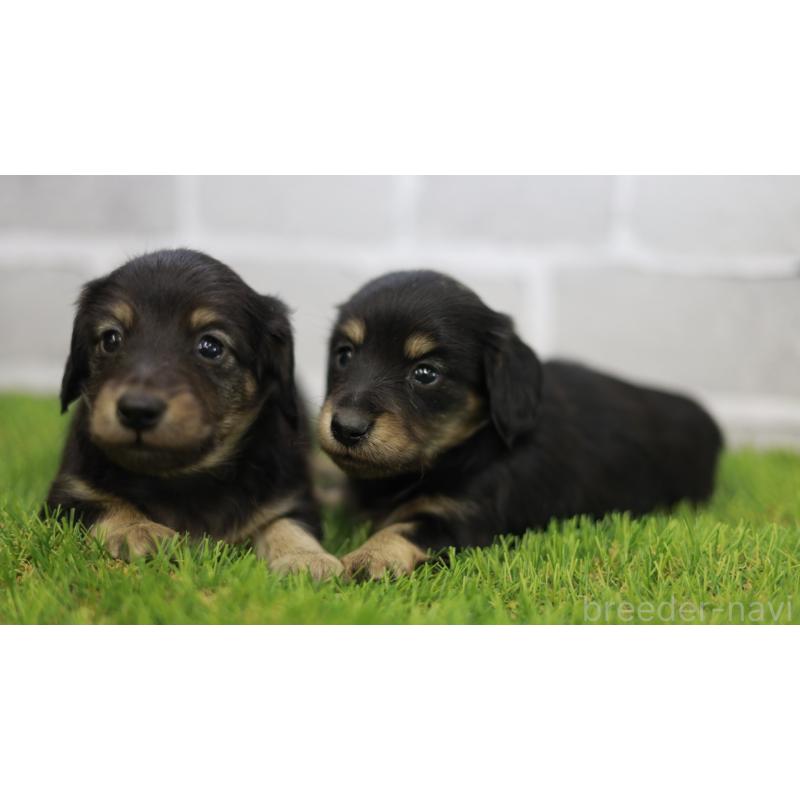 販売中の三重県のカニンヘンダックスフンド(スムースヘアード)-437229の2枚目