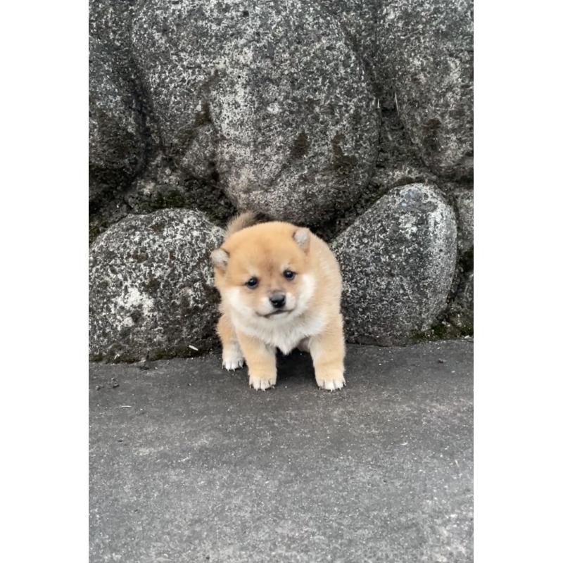 販売中の大分県の豆柴-436441の5枚目