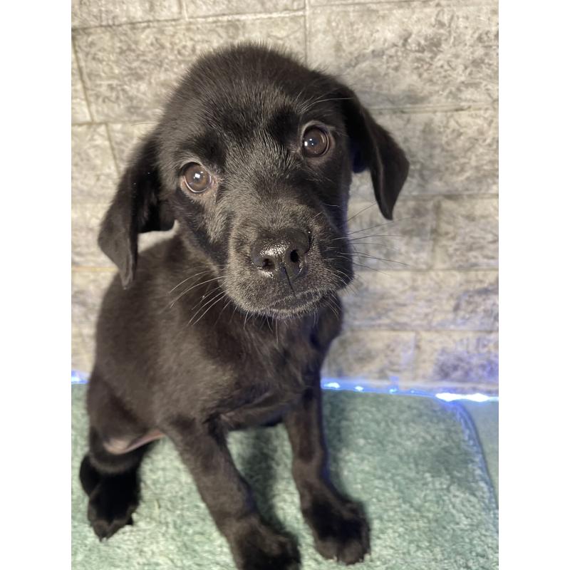 成約済の千葉県のミックス犬-424303の13枚目