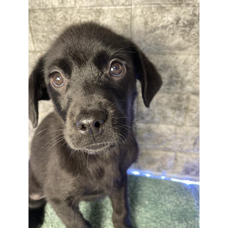 成約済の千葉県のミックス犬-424303の12枚目