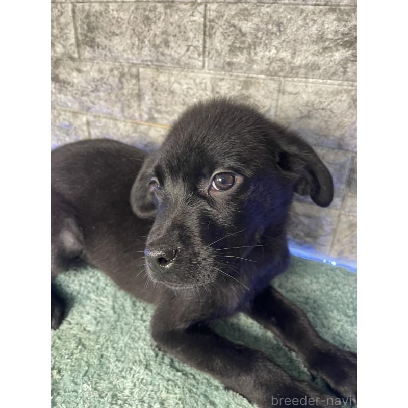 成約済の千葉県のミックス犬-424303の11枚目