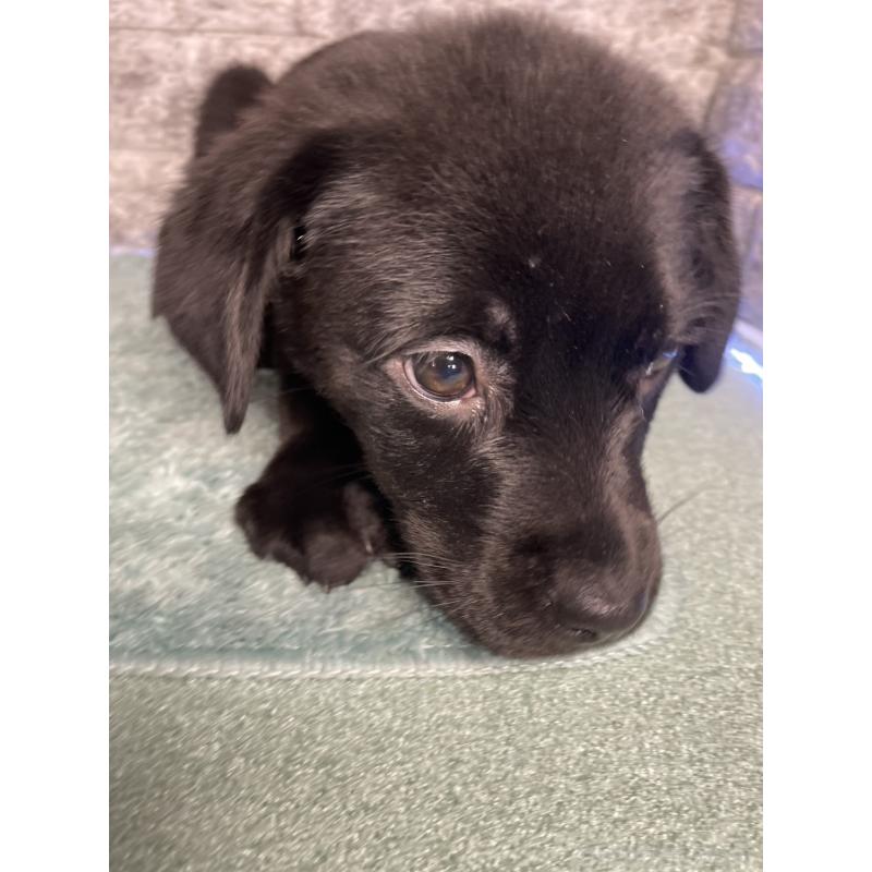 成約済の千葉県のミックス犬-424303の10枚目