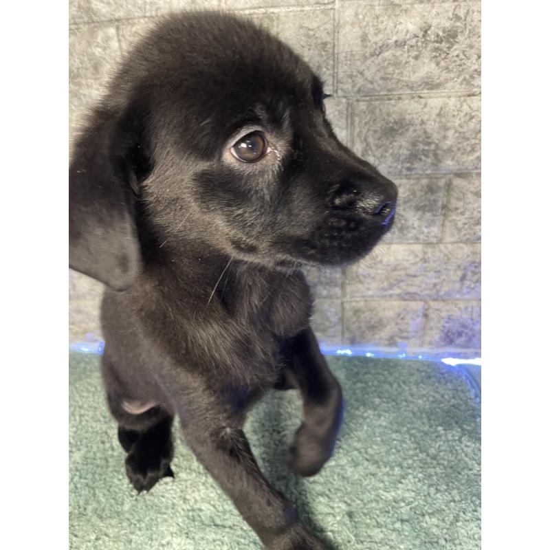 成約済の千葉県のミックス犬-424303の9枚目