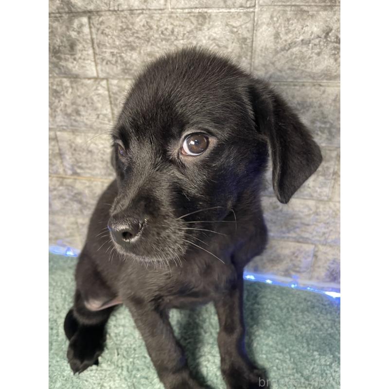 成約済の千葉県のミックス犬-424303の8枚目