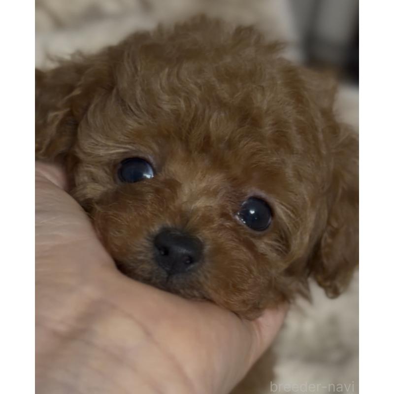 販売中の香川県のタイニープードル-434840