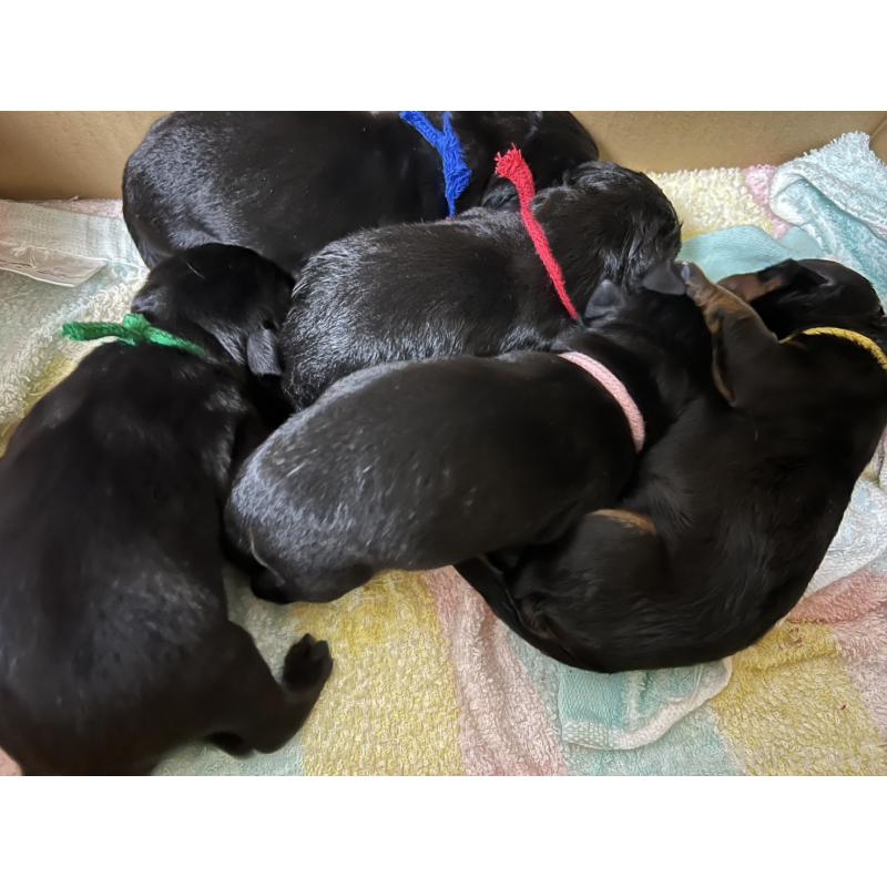 販売中の愛知県のロットワイラー-437025の1枚目