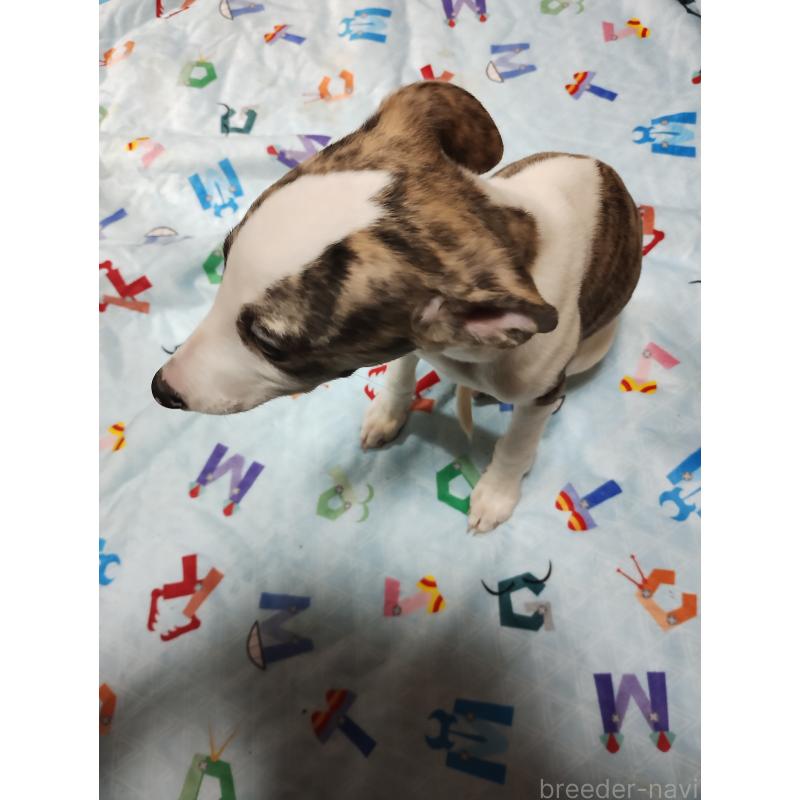 販売中の広島県のウィペット-425248の3枚目