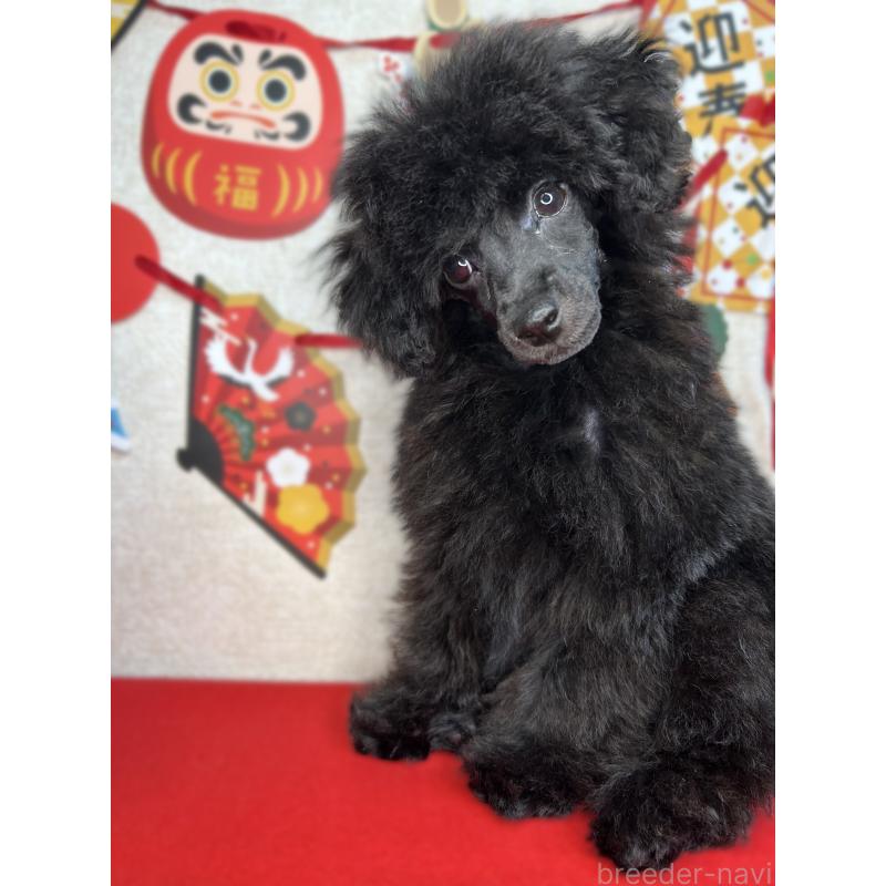 販売中の埼玉県のティーカッププードル-427352の3枚目