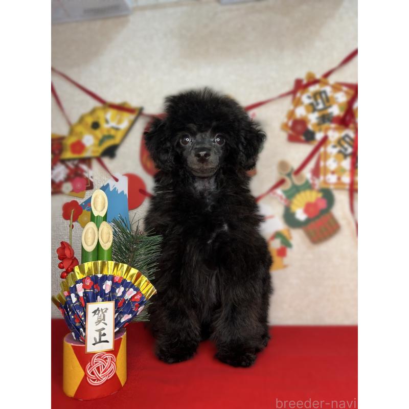 販売中の埼玉県のティーカッププードル-427352の2枚目