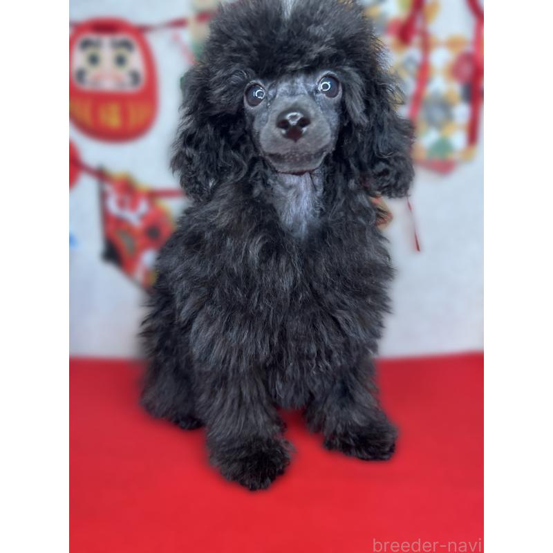 成約済の埼玉県のティーカッププードル-427353の3枚目