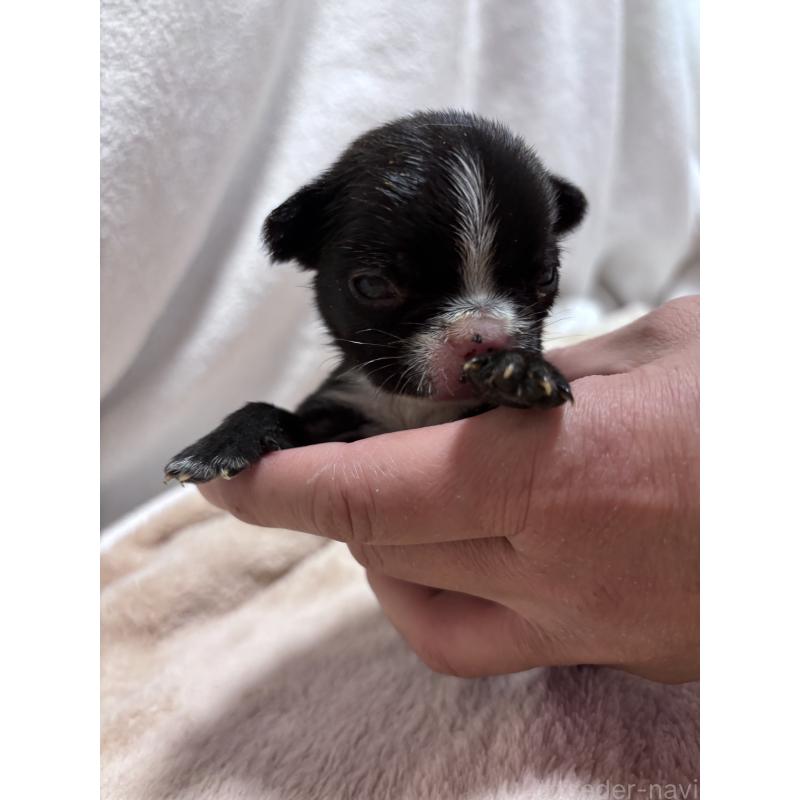 販売中の三重県のフレンチブルドッグ-437028の1枚目