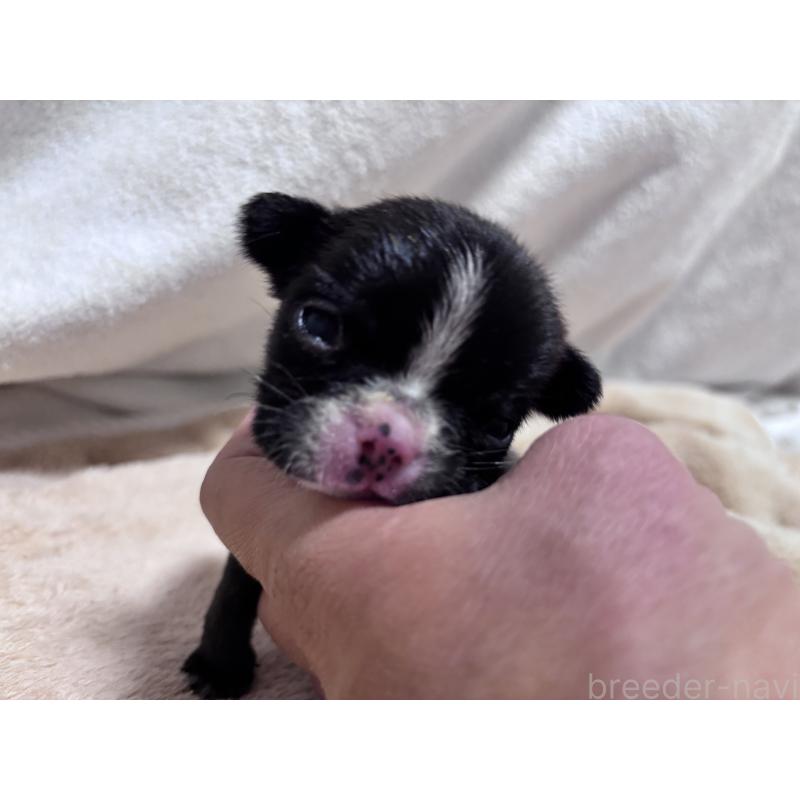 販売中の三重県のフレンチブルドッグ-437028の5枚目