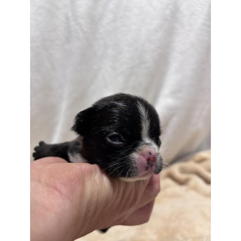 販売中の三重県のフレンチブルドッグ-437028の4枚目