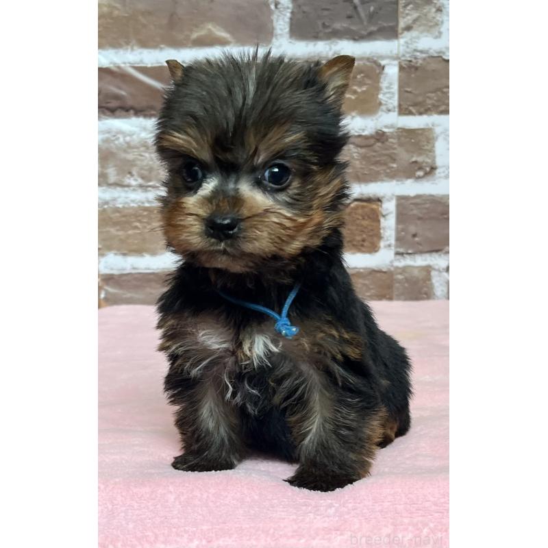 販売中の鹿児島県のヨークシャーテリア-435227