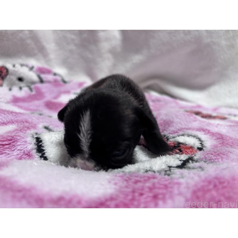 販売中の三重県のフレンチブルドッグ-437028の2枚目