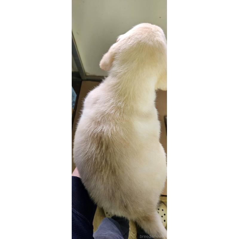 商談中の福島県のラブラドールレトリーバー-437030の5枚目