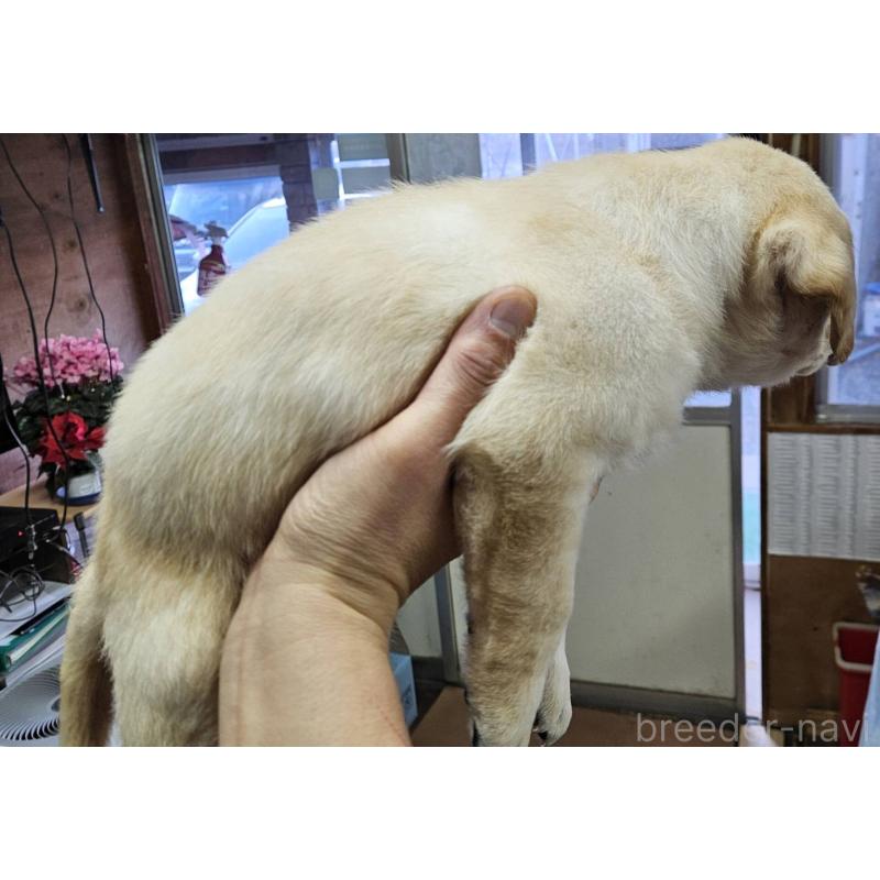 商談中の福島県のラブラドールレトリーバー-437030の4枚目