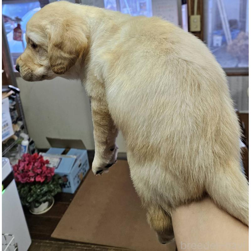 商談中の福島県のラブラドールレトリーバー-437030の3枚目