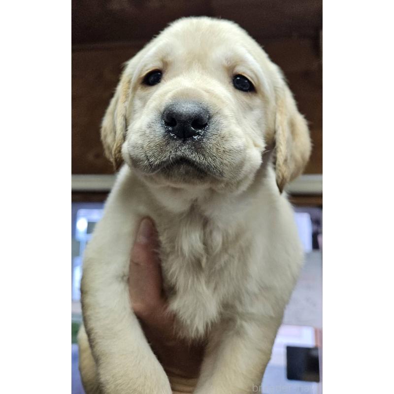 商談中の福島県のラブラドールレトリーバー-437030の1枚目