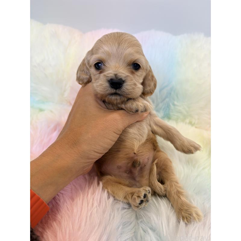 販売中の千葉県のアメリカンコッカースパニエル-437066の5枚目