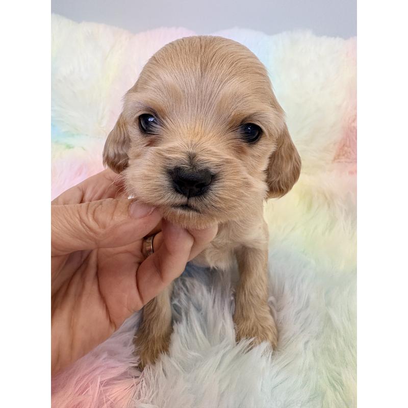 販売中の千葉県のアメリカンコッカースパニエル-437066の4枚目