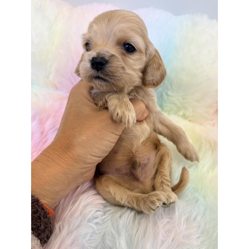 販売中の千葉県のアメリカンコッカースパニエル-437066の3枚目