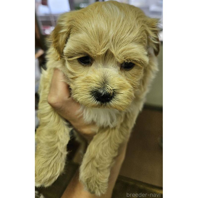 販売中の福島県のマルプー:マルチーズ×トイプードル-437032