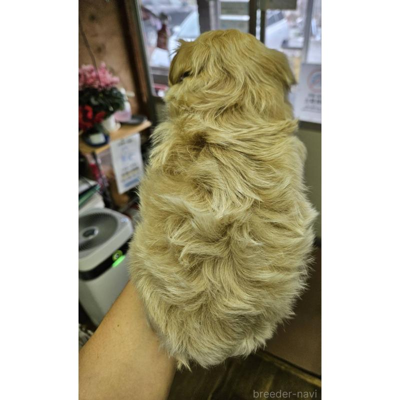 販売中の福島県のマルプー:マルチーズ×トイプードル-437032の5枚目