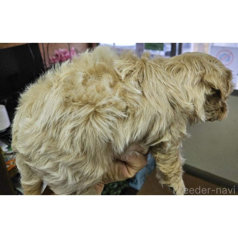 販売中の福島県のマルプー:マルチーズ×トイプードル-437032の4枚目