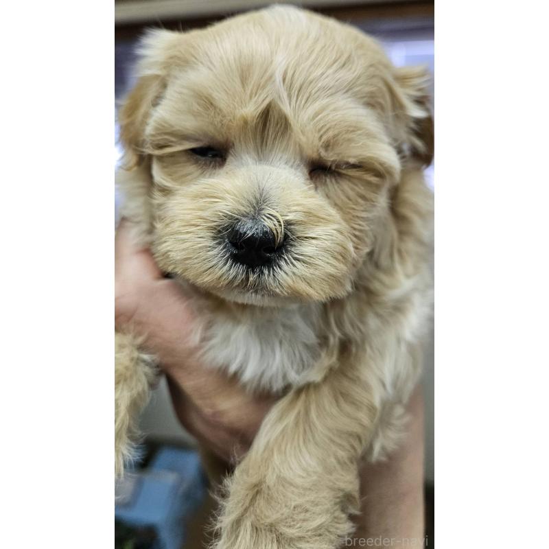 販売中の福島県のマルプー:マルチーズ×トイプードル-437032の2枚目