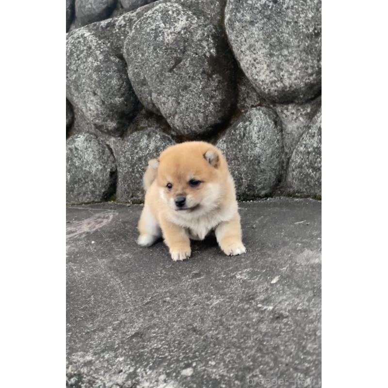 販売中の大分県の豆柴-436441