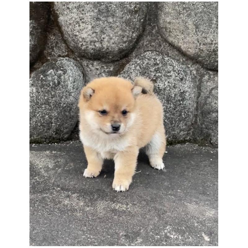 販売中の大分県の豆柴-436441の3枚目