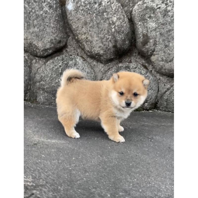 販売中の大分県の豆柴-436441の2枚目