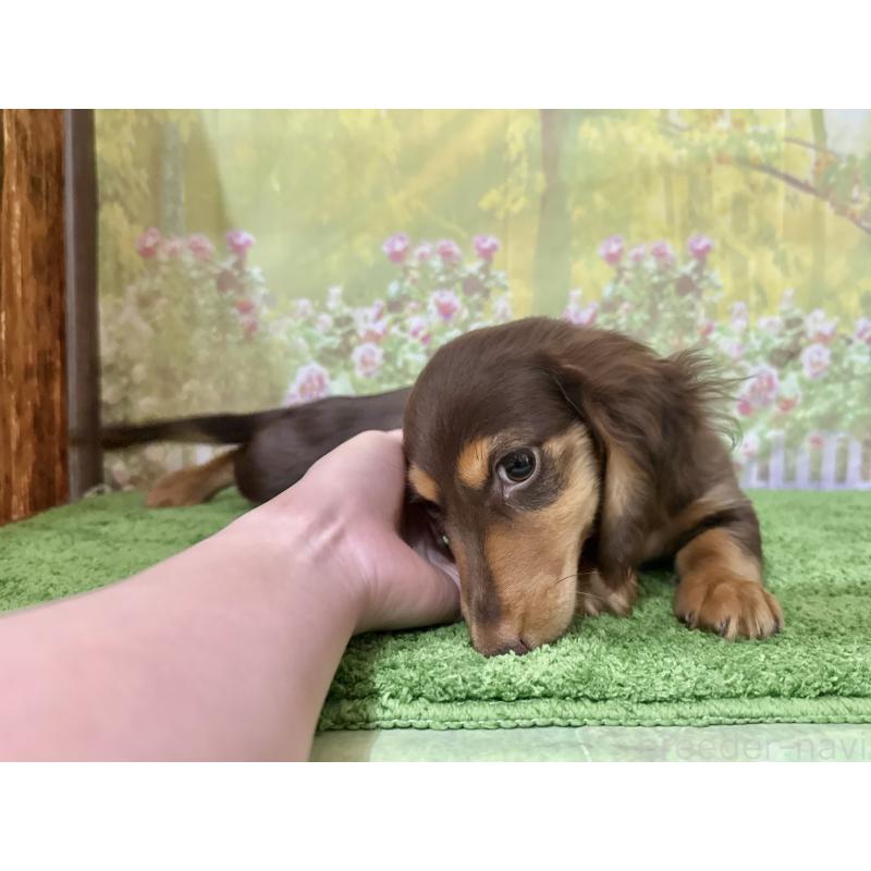 販売中の埼玉県のカニンヘンダックスフンド(ロングヘアード)-418911の4枚目