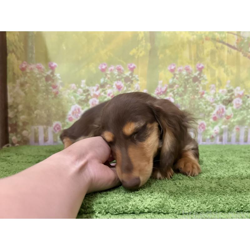 販売中の埼玉県のカニンヘンダックスフンド(ロングヘアード)-418911の3枚目