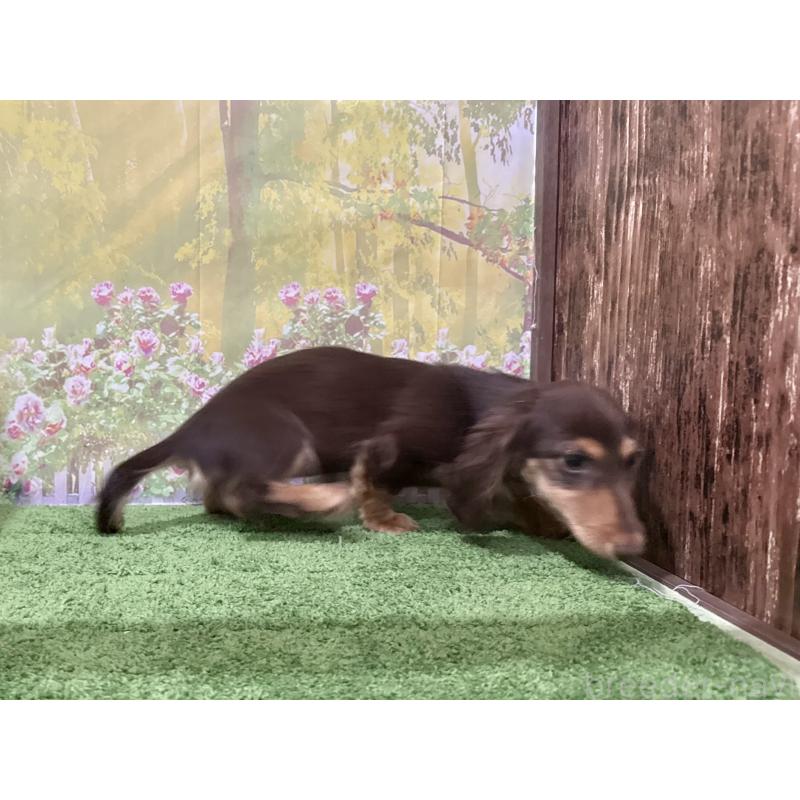 販売中の埼玉県のカニンヘンダックスフンド(ロングヘアード)-418911の2枚目