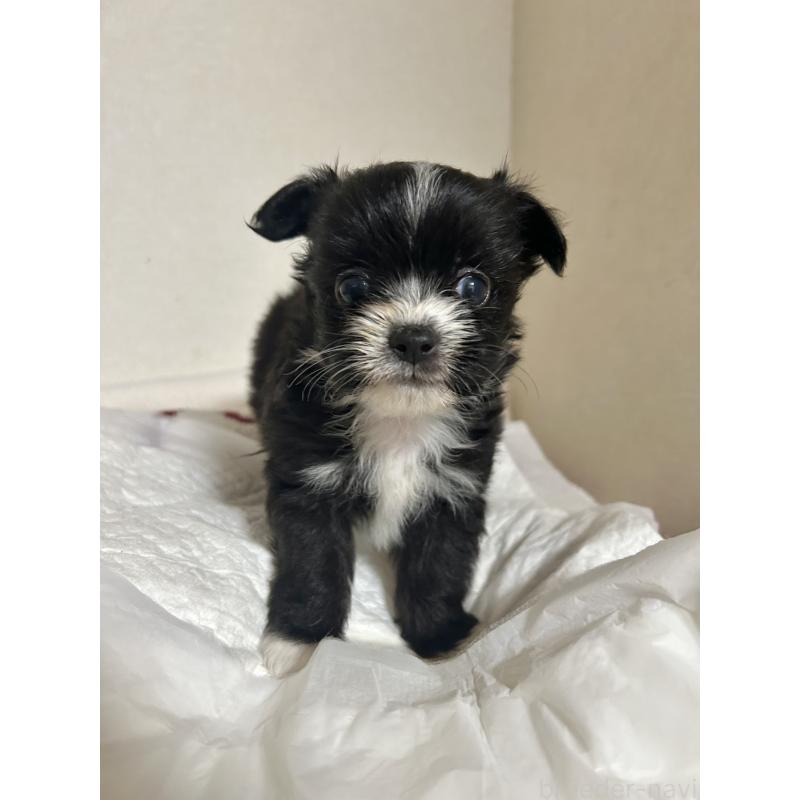 販売中の埼玉県のチワマル:チワワ×マルチーズ-437231の1枚目