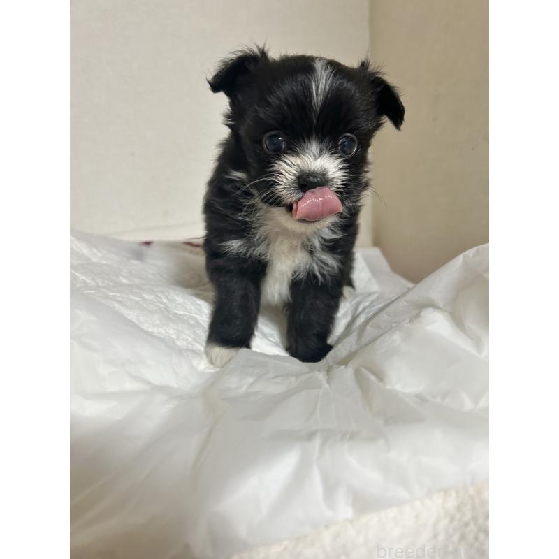 販売中の埼玉県のチワマル:チワワ×マルチーズ-437231の2枚目